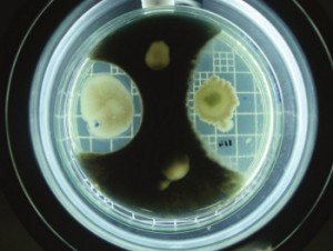 Colocadas sobre a mesma placa, amostras de fungos e bactérias se desenvolvem com diferentes padrões de compatibilidade. Foto: Faperj