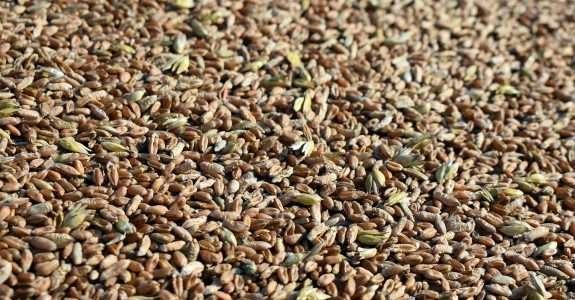 Produção e qualidade do centeio sob adubação orgânica e mineral