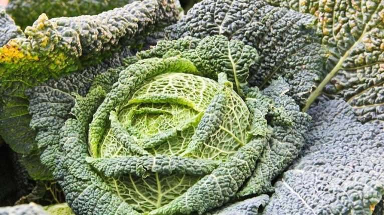 Foto: Sylvia Wachsner/OrganicsNet