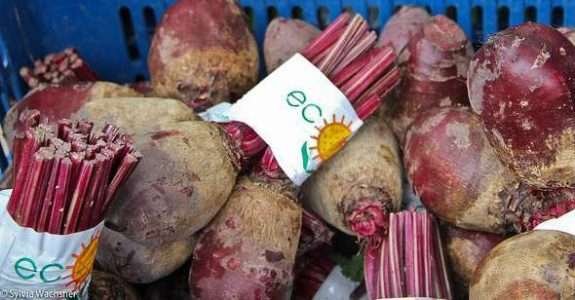Estudo: produção orgânica na Bahia Estudo: produção orgânica na Bahia