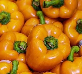 PR: Alimentos orgânicos e adesão à alimentação escola PR: Alimentos orgânicos e adesão à alimentação escola