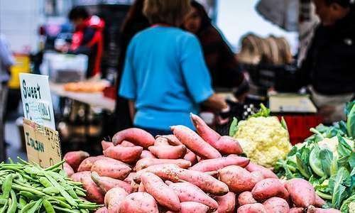 Fécula de batata-doce (Ipomoea batatas L.) orgânica e biofortificada Fécula de batata-doce (Ipomoea batatas L.) orgânica e biofortificada