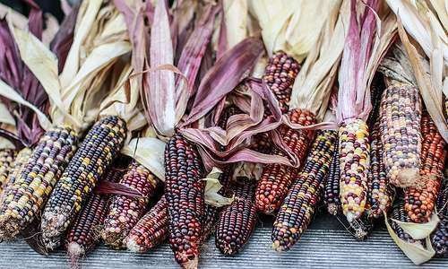 Importância da produção do milho orgânico para a agricultura familiar Importância da produção do milho orgânico para a agricultura familiar