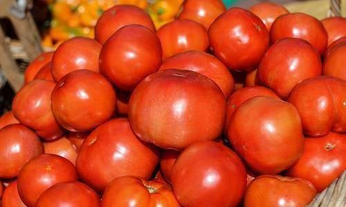 Consorciação do tomateiro com plantas aromáticas Consorciação do tomateiro com plantas aromáticas