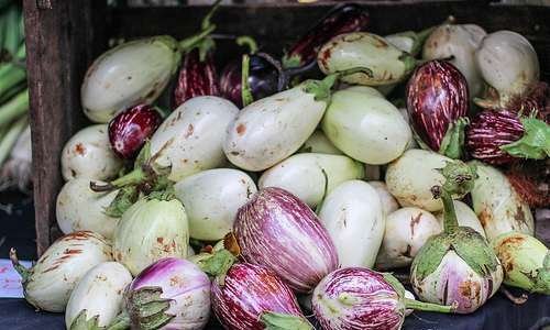 Tomates orgânicos, com sustentabilidade Tomates orgânicos, com sustentabilidade
