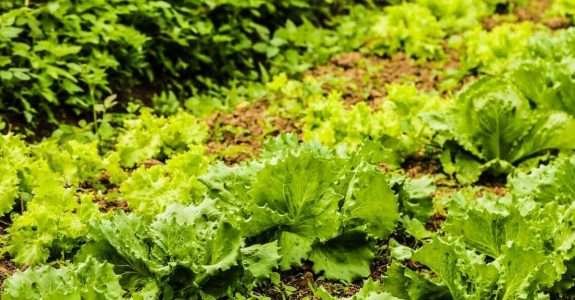 Estrutura produtiva e adequação ao sistema de produção orgânico Estrutura produtiva e adequação ao sistema de produção orgânico