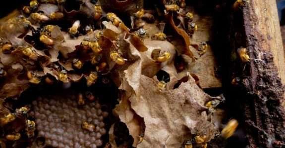 Produção de abelhas sem ferrão e uso na polinização agrícola Produção de abelhas sem ferrão e uso na polinização agrícola