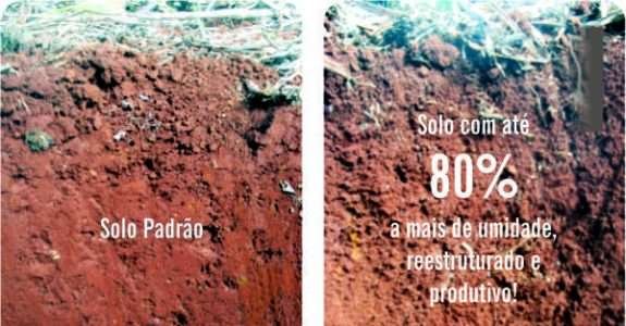 Adubação biológica reduz custos na cana-de-açúcar Adubação biológica reduz custos na cana-de-açúcar