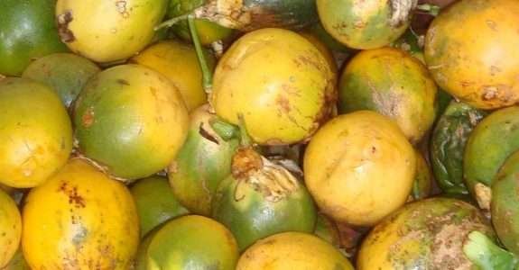 Suco de maracujá orgânico processado por microfiltração Suco de maracujá orgânico processado por microfiltração