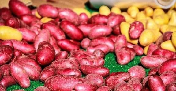 Comparação entre os sistemas orgânico e convencional da batata Comparação entre os sistemas orgânico e convencional da batata