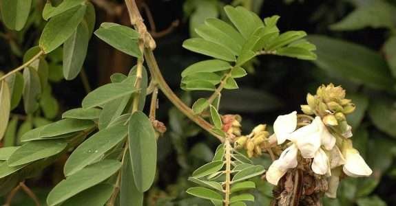 Crescimento da leguminosa arbustiva Tefrósia em sistema orgânico de produção Crescimento da leguminosa arbustiva Tefrósia em sistema orgânico de produção