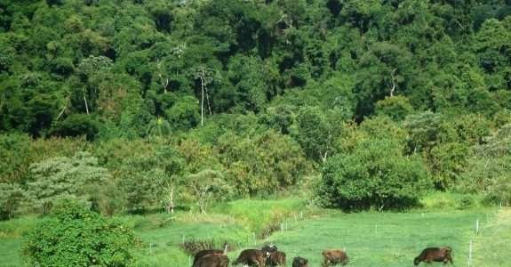 Apesar dos entraves, produzir leite orgânico compensa Apesar dos entraves, produzir leite orgânico compensa