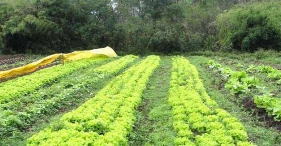Produção orgânica de mudas de alface em Minas Gerais Produção orgânica de mudas de alface em Minas Gerais