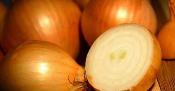 Produtividade e conservação de cebola orgânica em função da aplicação foliar de solução contendo melaço de cana e sulfato de zinco Produtividade e conservação de cebola orgânica em função da aplicação foliar de solução contendo melaço de cana e sulfato de zinco