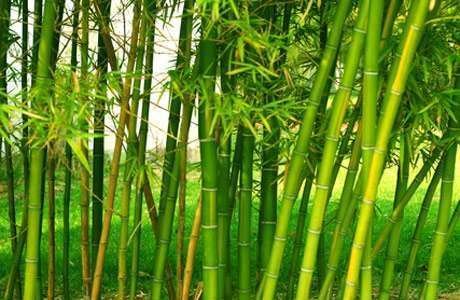 Estufa ecológica produzida com bambu Estufa ecológica produzida com bambu