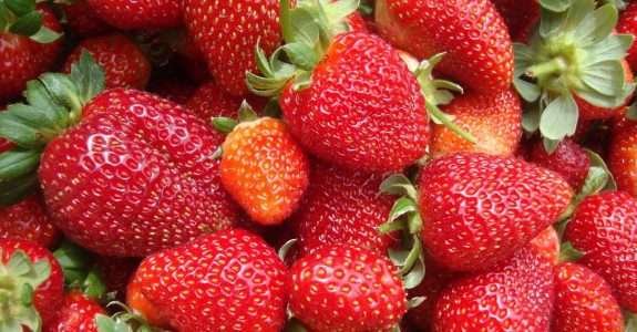 Produtor do ES desenvolve sistemas de cultivo de morango sem agrotóxico Produtor do ES desenvolve sistemas de cultivo de morango sem agrotóxico