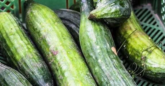 Mudas orgânicas de pepino produzidas à base de fibra de coco verde e aplicação de biofertilizante Mudas orgânicas de pepino produzidas à base de fibra de coco verde e aplicação de biofertilizante