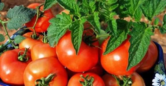 Identificação de cultivares de tomate adaptados ao cultivo agroecológico. Identificação de cultivares de tomate adaptados ao cultivo agroecológico.