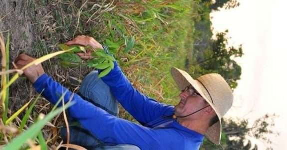 Propriedade de pecuária de corte de Rondônia é modelo em sustentabilidade Propriedade de pecuária de corte de Rondônia é modelo em sustentabilidade