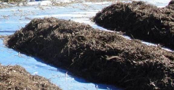 Compostagem 100% vegetal: sucesso no campo e na internet Compostagem 100% vegetal: sucesso no campo e na internet