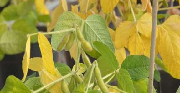 Uso de agrotóxicos subiu 162% em 12 anos de acordo com pesquisa Uso de agrotóxicos subiu 162% em 12 anos de acordo com pesquisa