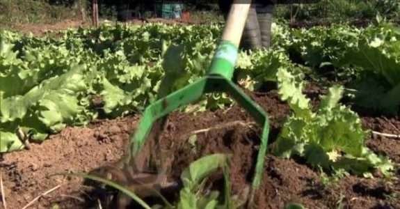 Cultura orgânica substitui adubo químico por naturais Cultura orgânica substitui adubo químico por naturais