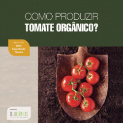 APTA: fungo eleva em 60% a produtividade de tomate orgânico APTA: fungo eleva em 60% a produtividade de tomate orgânico
