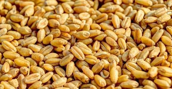 Controle biológico de pulgões do trigo