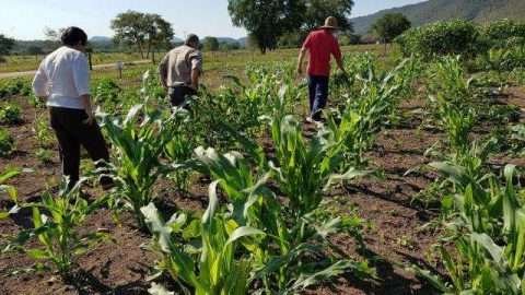 fonte: Nicoli Dichoff, Embrapa- Alimentos biofortificados, cultivares da instituição e sistemas integrados de produção estão entre as alternativas