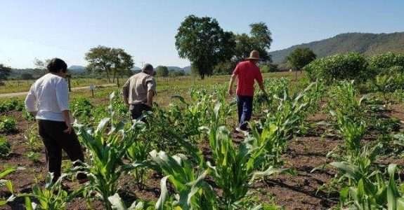 Agrofloresta e alimentos biofortificados: para aprimorar a agricultura familiar no Pantanal Agrofloresta e alimentos biofortificados: para aprimorar a agricultura familiar no Pantanal