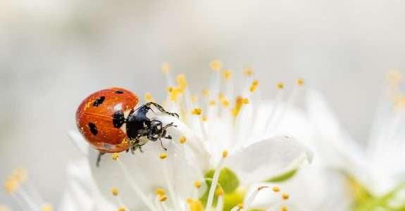 Câmara aprova projeto que regulamenta produção de bioinsumos agrícolas