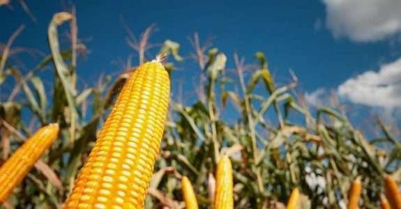 Agrotóxicos e Transgênicos: Impacto sobre a Agricultura Orgânica Agrotóxicos e Transgênicos: Impacto sobre a Agricultura Orgânica