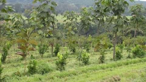 foto: blog Fazenda da Toca