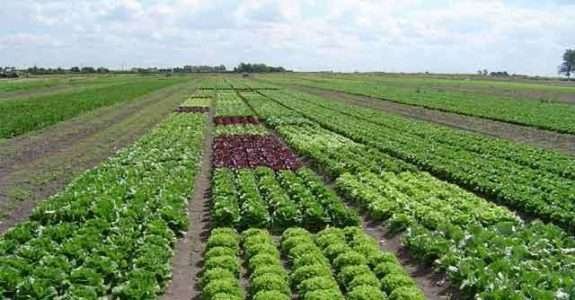 Argentina: segundo produtor mundial de orgânicos Argentina: segundo produtor mundial de orgânicos