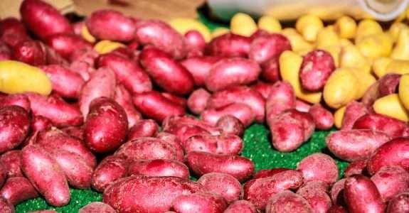 Produtividade de clones e cultivares de batata-doce com diferentes colorações de polpa em sistema de produção orgânico em Sergipe