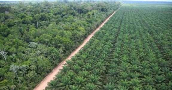Óleo de palma: produção sustentável garante prêmio internacional ao Brasil Óleo de palma: produção sustentável garante prêmio internacional ao Brasil