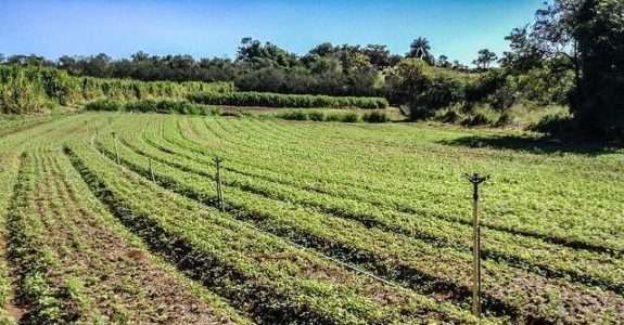 Produção Agrícola Sustentável: no Rio de Janeiro Produção Agrícola Sustentável: no Rio de Janeiro