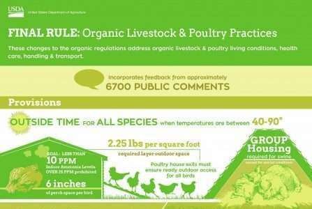 Departamento de Agricultura Americano define o futuro da avicultura orgânica Departamento de Agricultura Americano define o futuro da avicultura orgânica