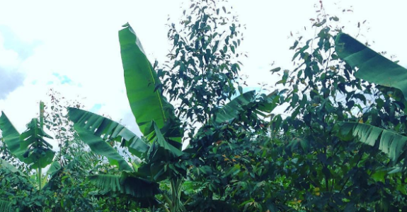 A utilização de culturas mistas na Fazenda da Toca A utilização de culturas mistas na Fazenda da Toca