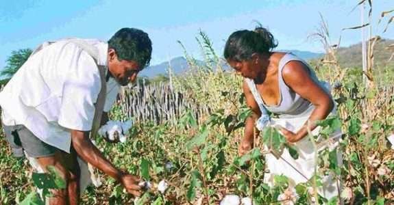Produção orgânica fortalece mulheres no sertão do país Produção orgânica fortalece mulheres no sertão do país