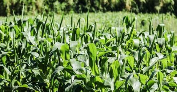 Cultivo orgânico de milho verde em sistema plantio direto na palhada de diferentes espécies de plantas de cobertura do solo