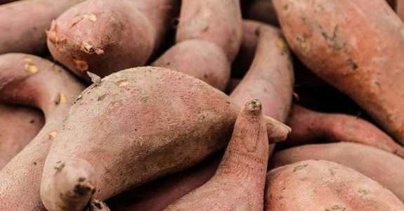 Cultivo orgânico de batata doce Cultivo orgânico de batata doce