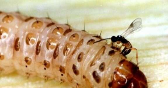 Controle biológico da broca-da-cana-de-açúcar