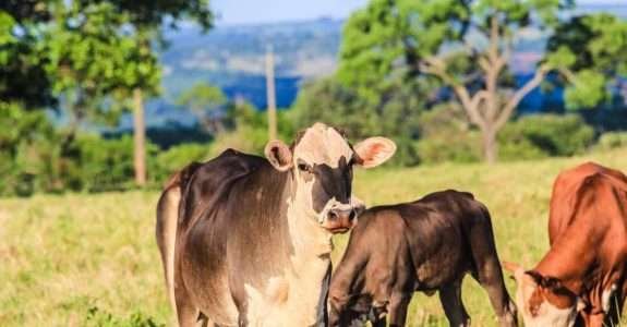 Boi orgânico com marca Biocarne agora em kits pré-prontos circulando no delivery de São Paulo Boi orgânico com marca Biocarne agora em kits pré-prontos circulando no delivery de São Paulo