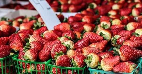 Análise do ciclo de vida associada aos conceitos da produção orgânica Análise do ciclo de vida associada aos conceitos da produção orgânica