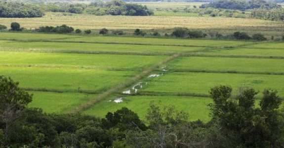 Brasil já tem mais de 14 mil unidades de produção orgânica Brasil já tem mais de 14 mil unidades de produção orgânica