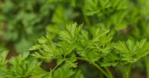 Utilização de composto orgânico na produção de coentro Utilização de composto orgânico na produção de coentro