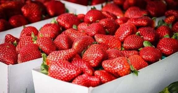 Morango orgânico no DF: inovação e sustentabilidade em foco