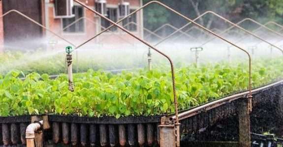 Sabiazeiro em pequenas e médias propriedades Sabiazeiro em pequenas e médias propriedades