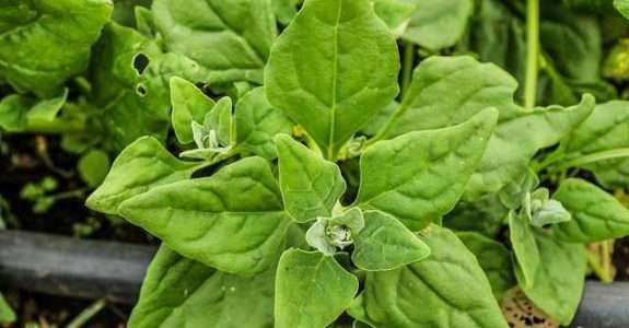 Flores orgânicas produzidas em Minas ganham o mercado internacional Flores orgânicas produzidas em Minas ganham o mercado internacional